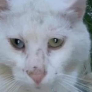 Lost Cat Polkadot/kittykitty