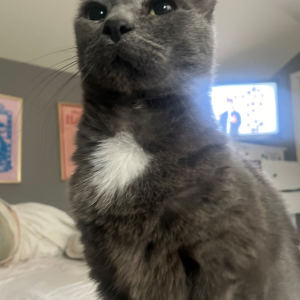 Lost Cat Gandalf