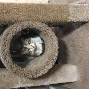 Found Cat unknown