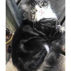 Lost Cat Bugzy