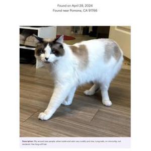 Found Cat Unknown