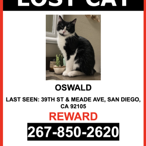 Lost Cat Oswald