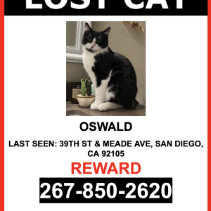 Image of Oswald, Lost Cat