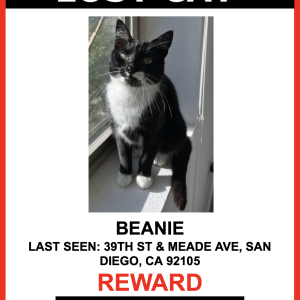 Image of Beanie, Lost Cat