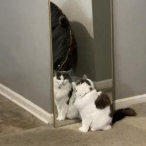 Lost Cat Lyle