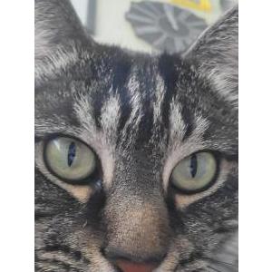 Lost Cat Bae
