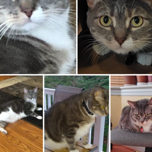 Lost Cat Danny