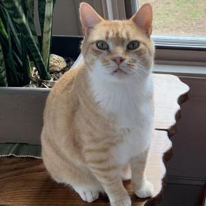 Lost Cat Billy