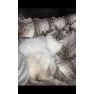 Lost Cat Charlie