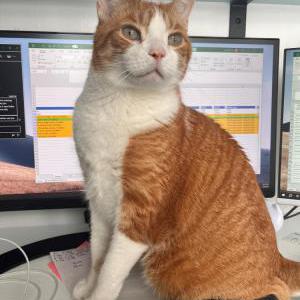 Lost Cat Tigre