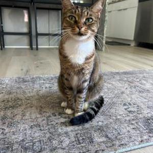 Lost Cat Garnett