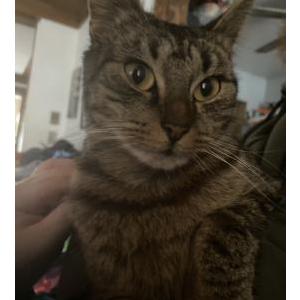 Lost Cat Stella
