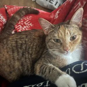Lost Cat Kitkit
