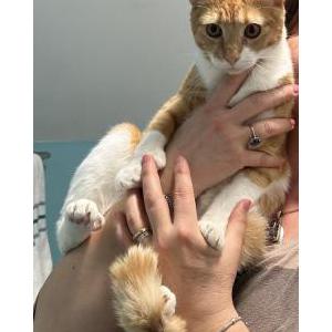 Lost Cat Axel