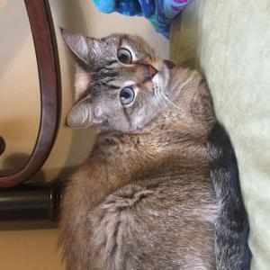 Lost Cat Princess