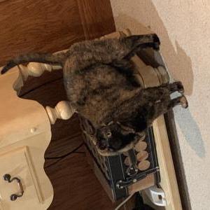 Lost Cat Millie