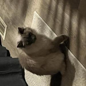 Lost Cat Sherlock
