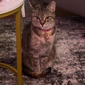 Image of Coco, Lost Cat