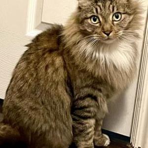 Image of Milo, Lost Cat