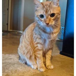 Lost Cat Ginger