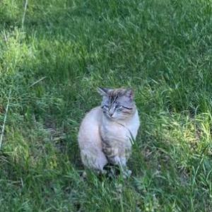 Lost Cat Blue