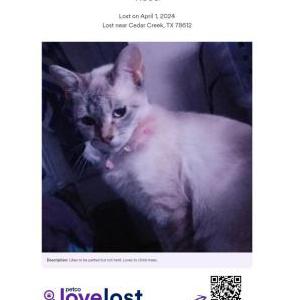 Lost Cat Rose