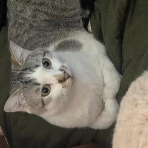 Lost Cat Chili