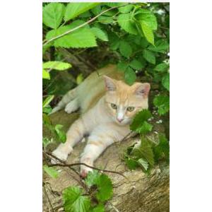Lost Cat Fire