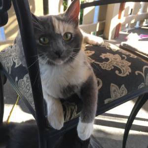 Image of Leyla.  $500 Reward, Lost Cat