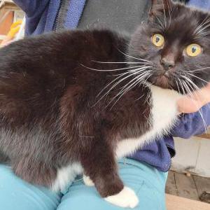 Lost Cat CHARLOTTE