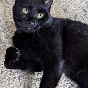 Lost Cat Wren