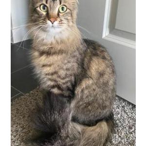 Image of rocco, Lost Cat