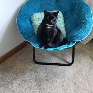Lost Cat Toothless