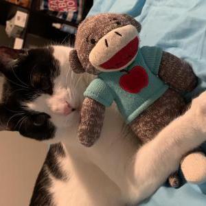 Lost Cat Ollie
