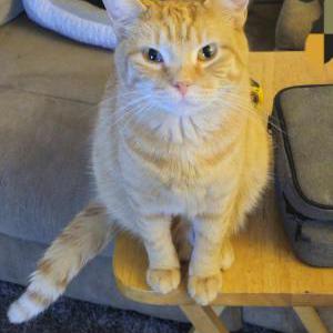 Lost Cat Ozzie
