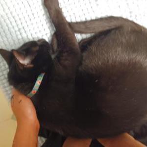 Lost Cat Apollo