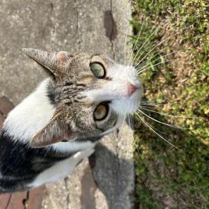 Found Cat Unknown