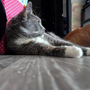 Lost Cat Shadow