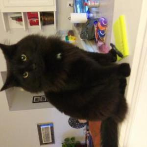 Lost Cat Binx