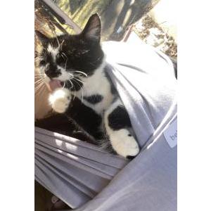 Lost Cat Meowser