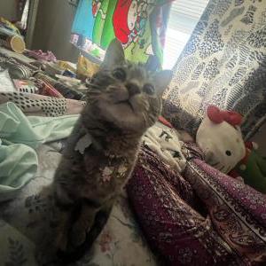Lost Cat Cb