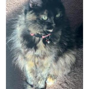 Lost Cat Maddie