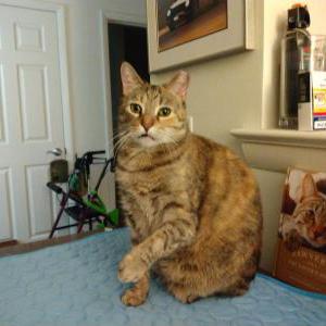 2nd Image of Tootsie, Lost Cat