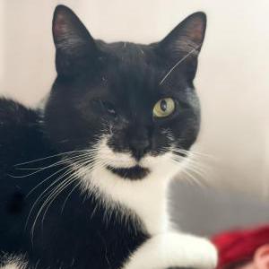 Lost Cat Dink/Captain
