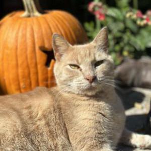 Lost Cat Jasper