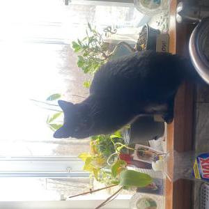 Lost Cat Ruthie