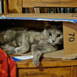 Lost Cat Lexi