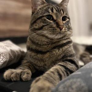 Lost Cat Walter
