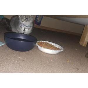 Lost Cat Stubbs