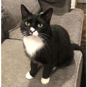 Lost Cat Tank